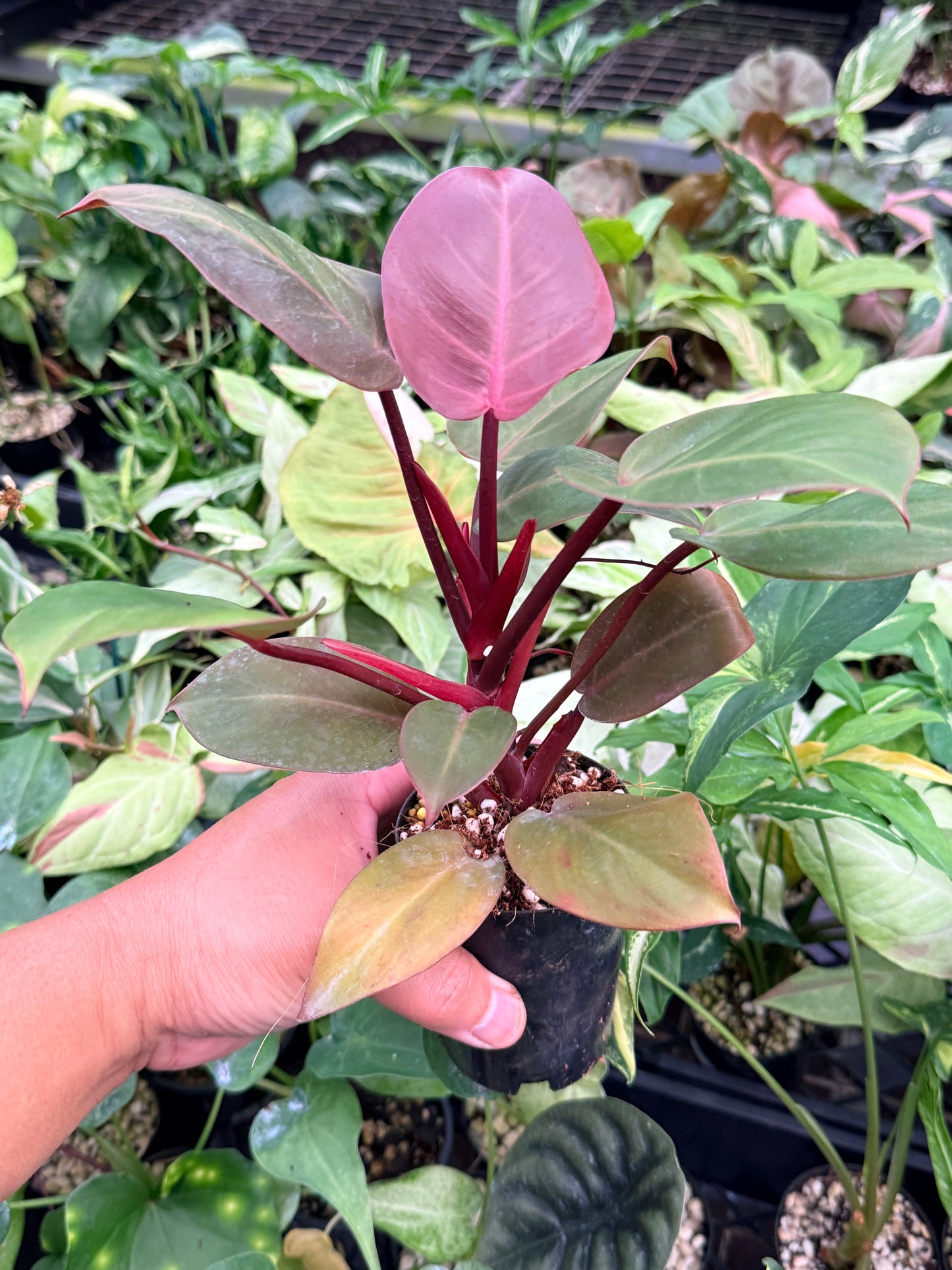 Philodendron 'Cherry Red' N16