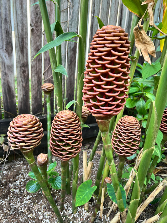 Zingiber spectabile 'Giant Chocolate Beehive' Ginger U83