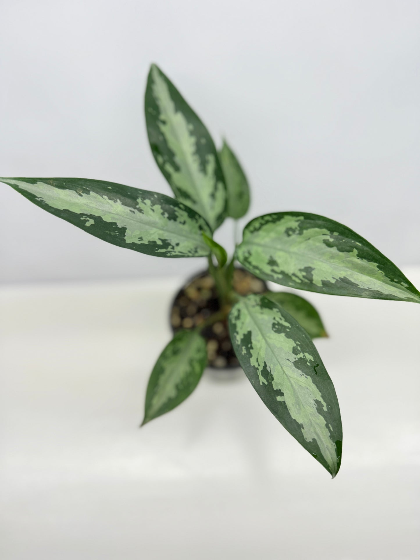 Aglaonema Jubilee B16