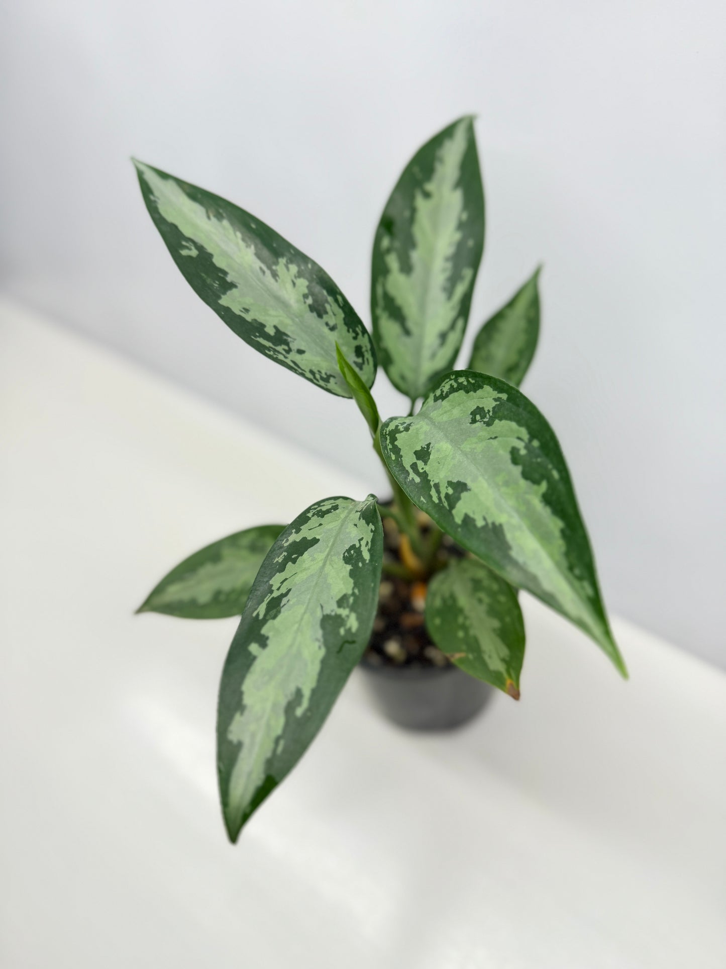 Aglaonema Jubilee B16