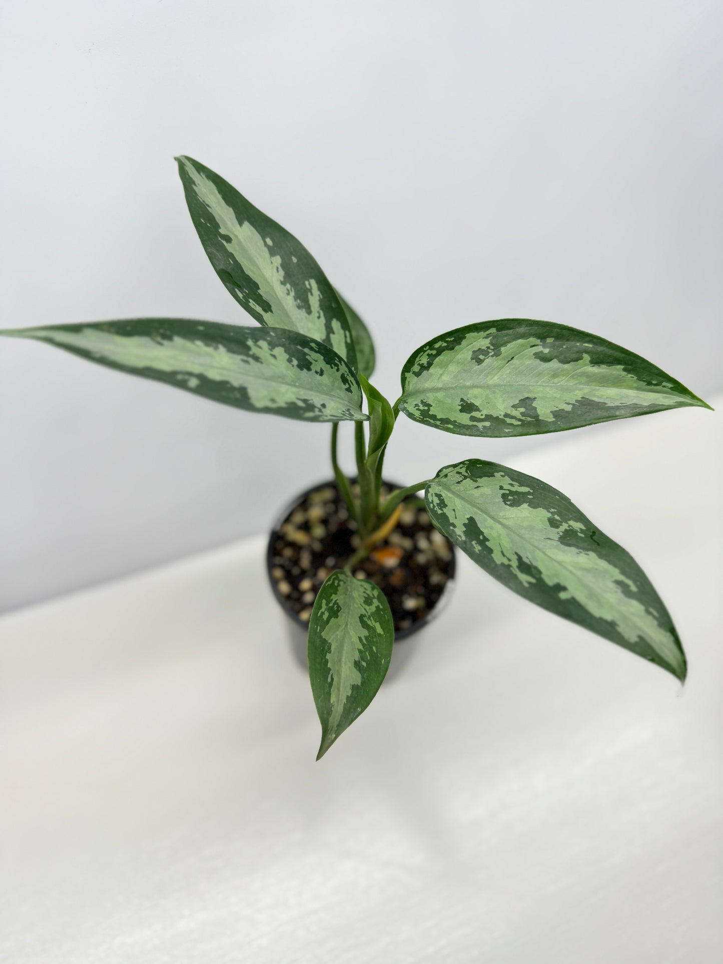 Aglaonema Jubilee B16