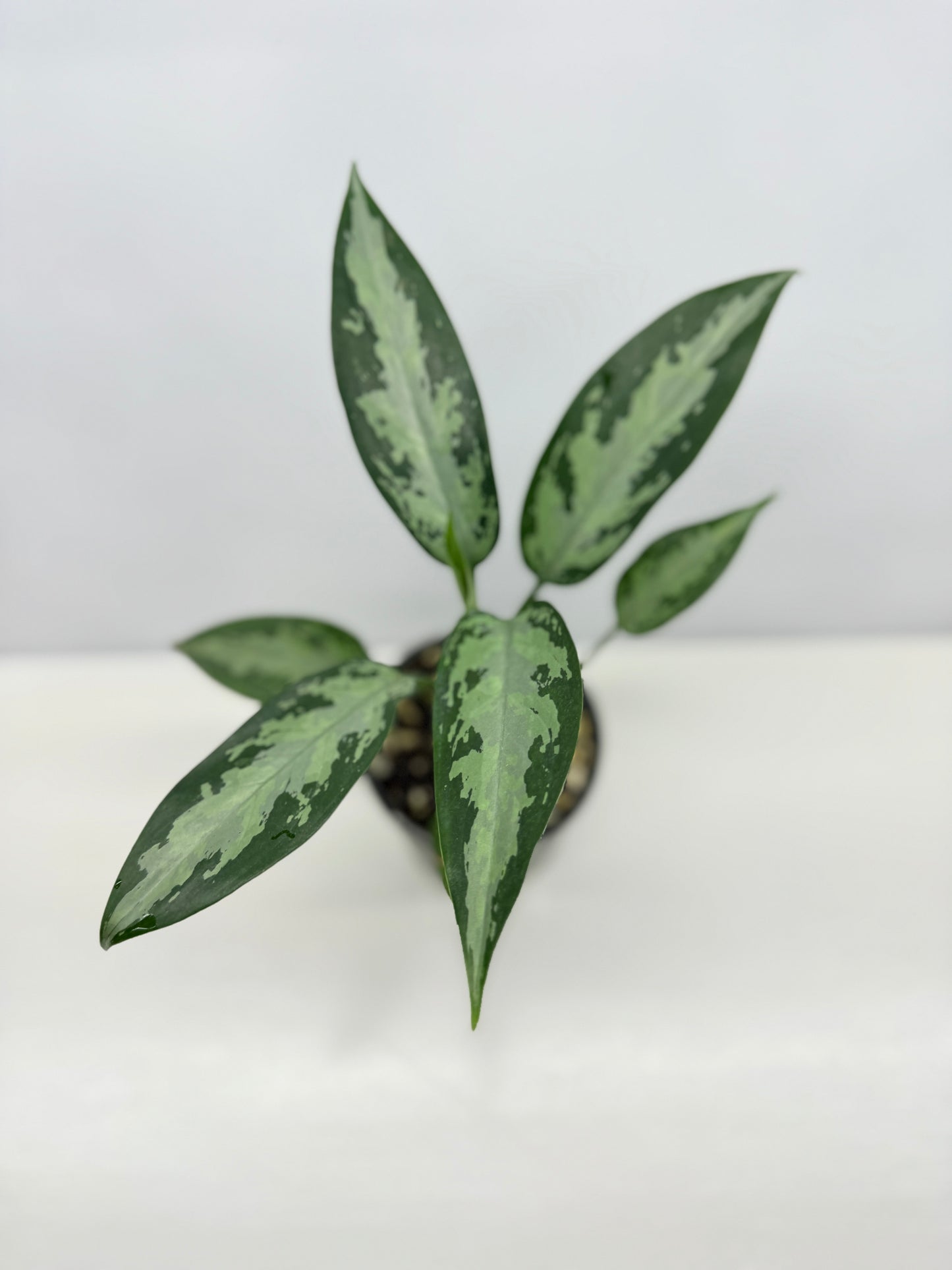 Aglaonema Jubilee B16
