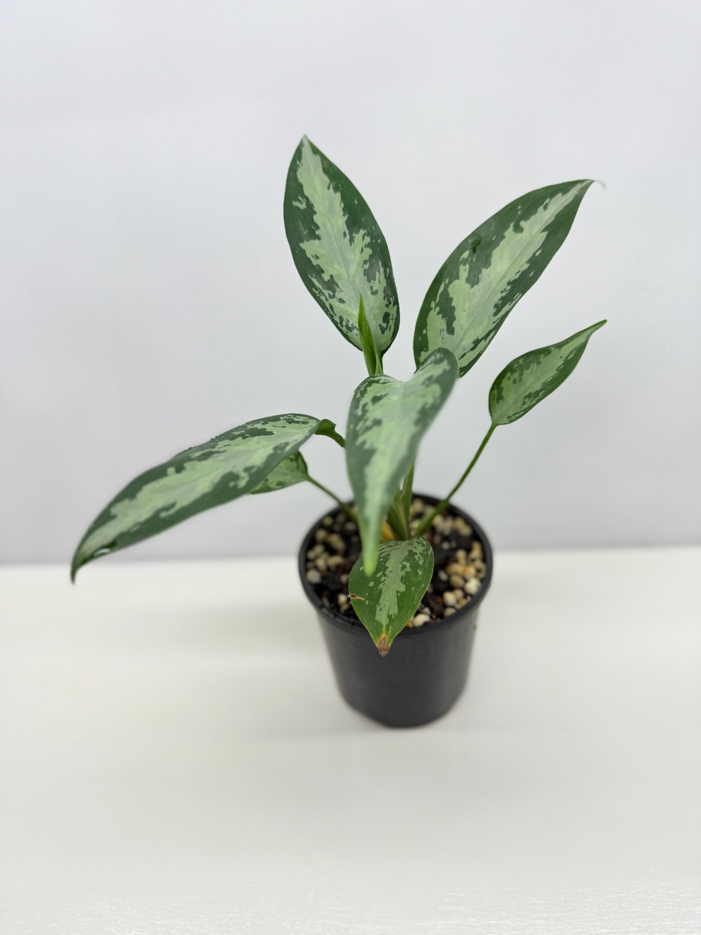 Aglaonema Jubilee B16