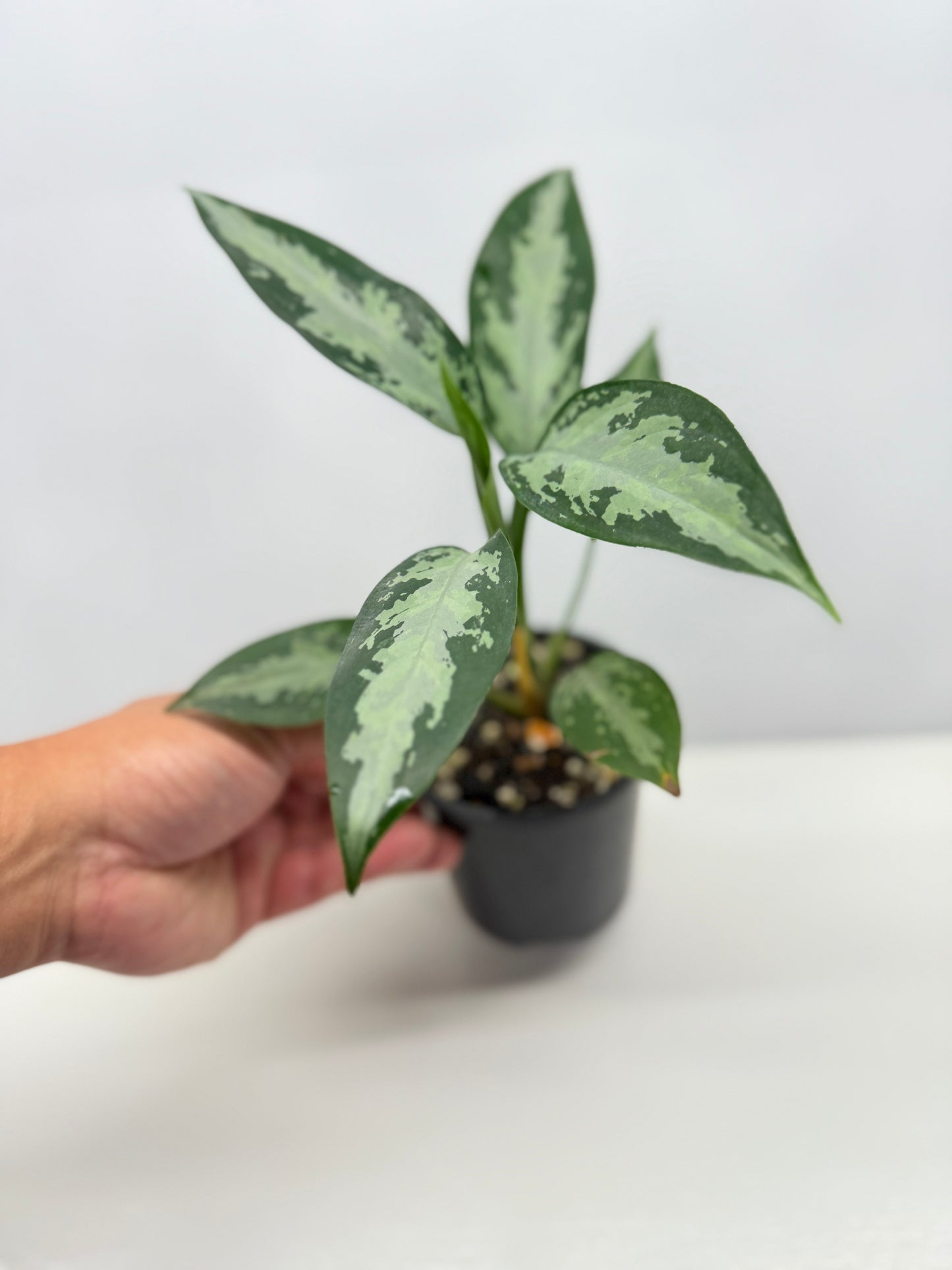 Aglaonema Jubilee B16