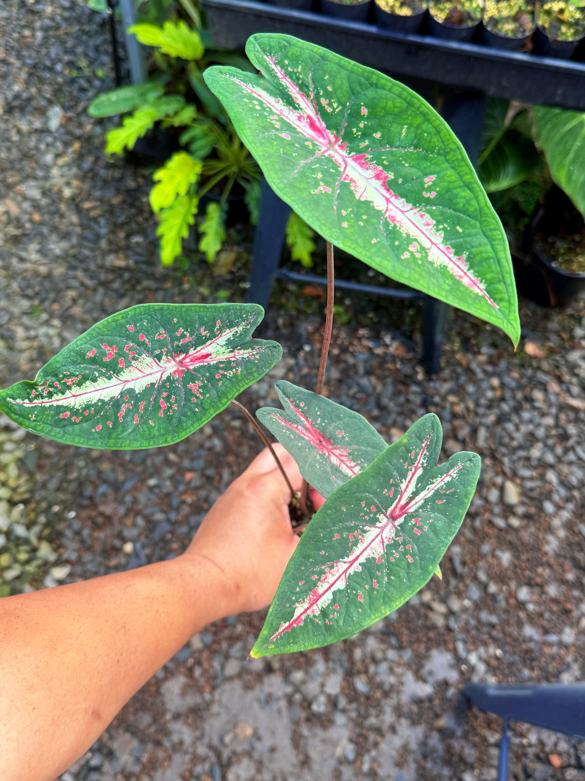 Caladium Picturatum T49