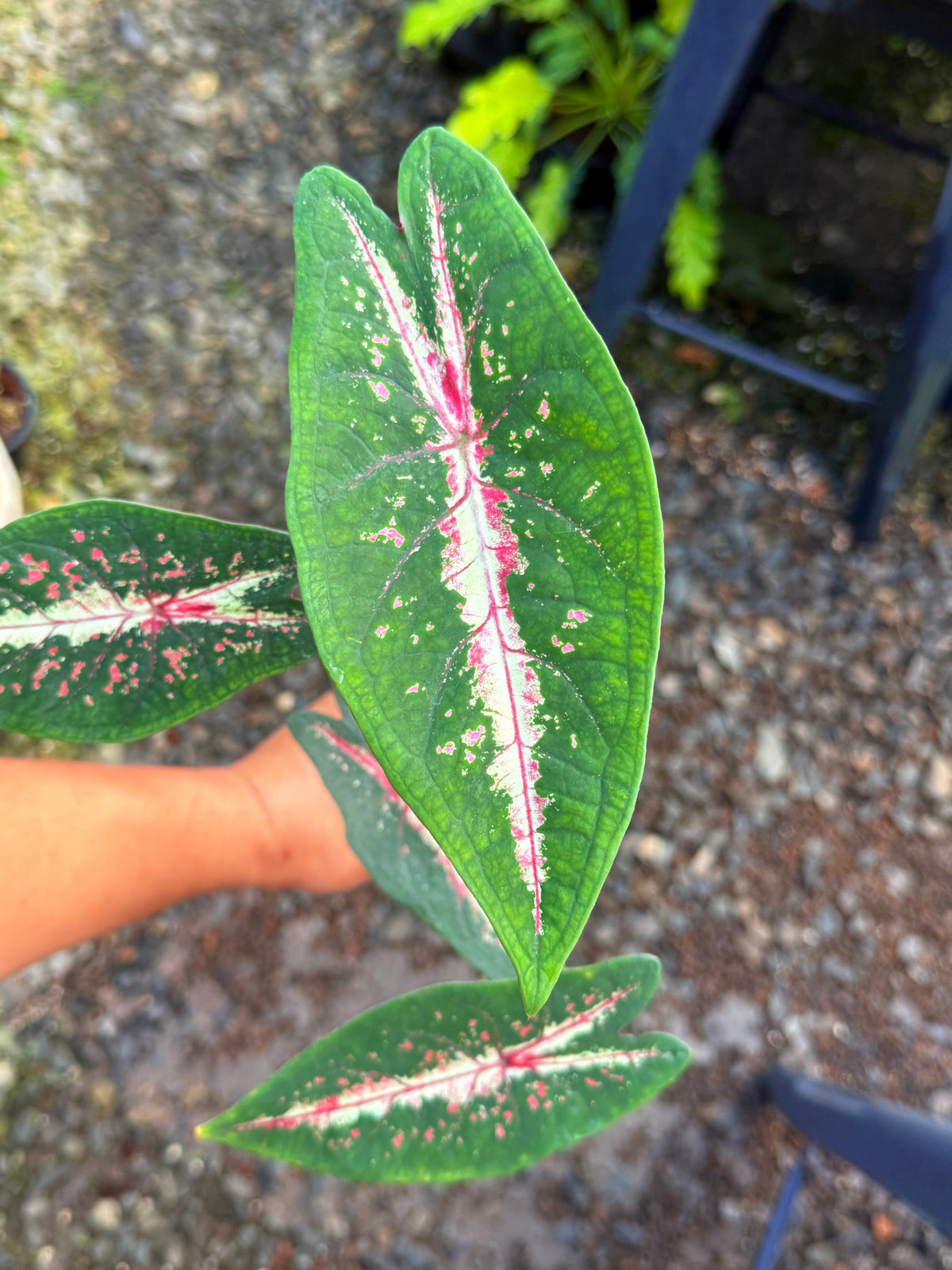 Caladium Picturatum T49