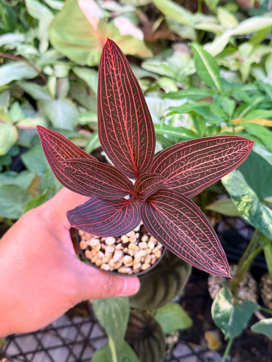 Ludisia discolor 'Spiderman' K77