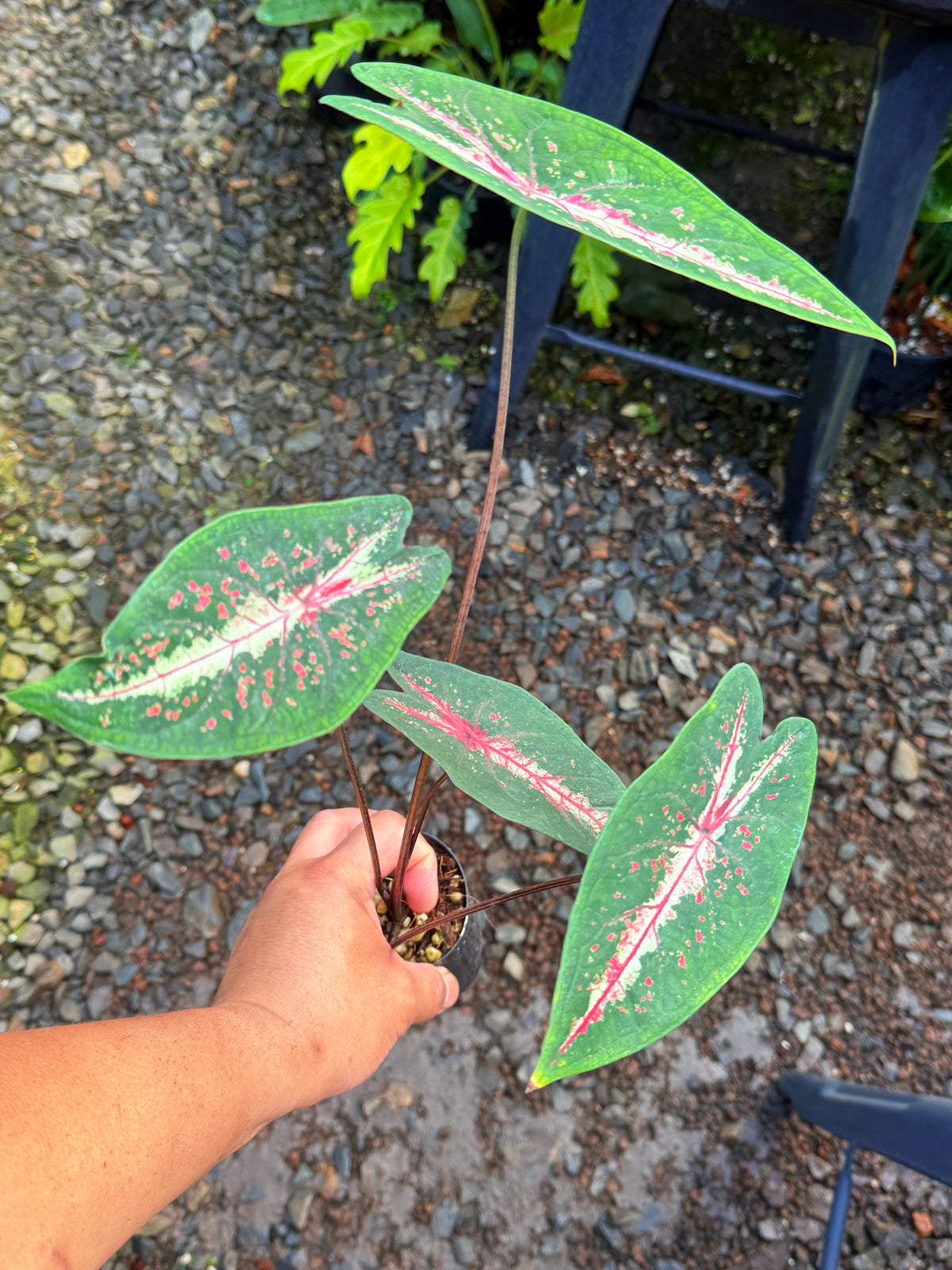 Caladium Picturatum T49