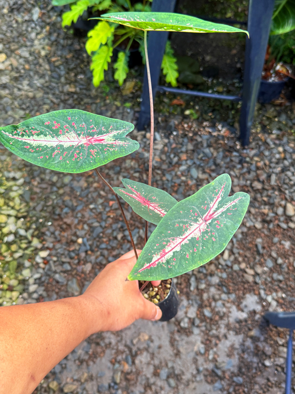 Caladium Picturatum T49