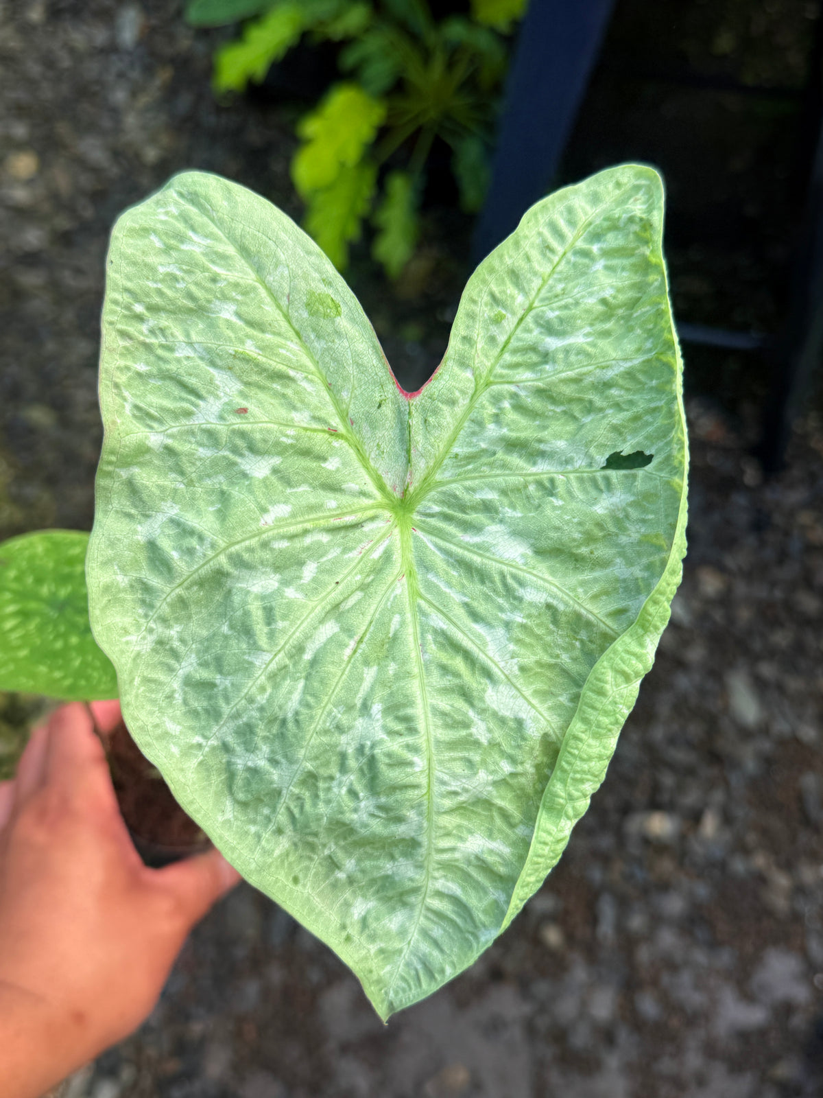 Caladium Hybrid J51