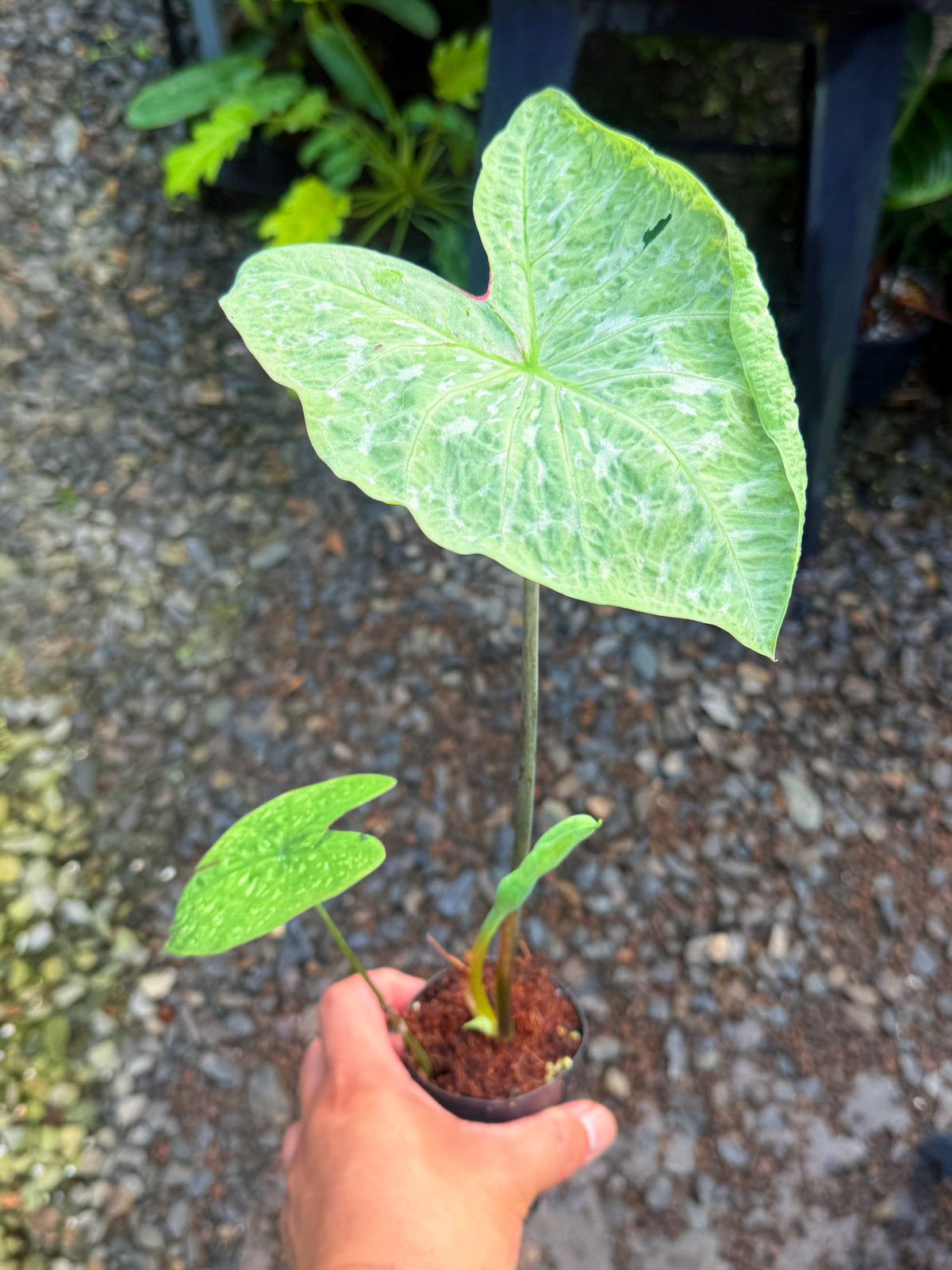 Caladium Hybrid J51
