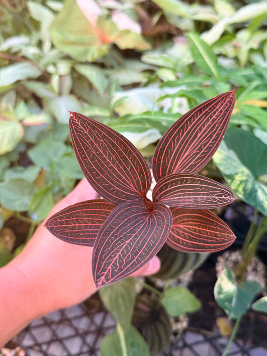 Ludisia discolor 'Spiderman' K76