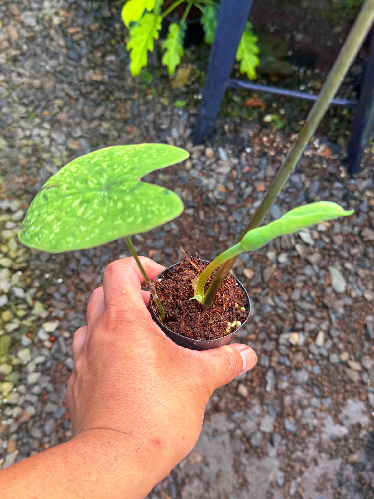 Caladium Hybrid J51