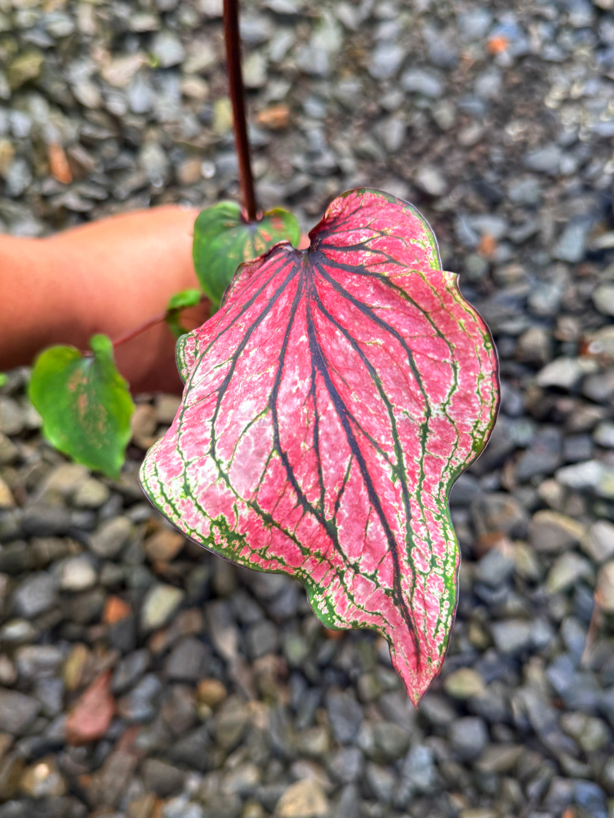 Caladium Hybrid H78