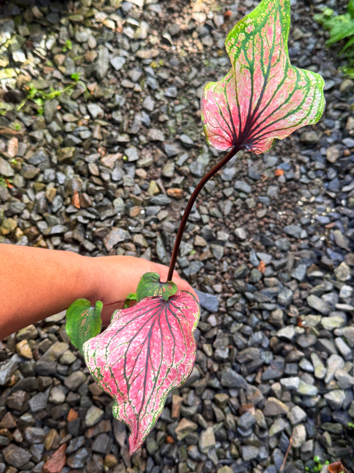 Caladium Hybrid H78