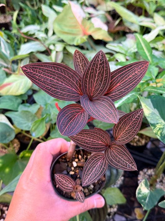 Ludisia discolor 'Spiderman' L65