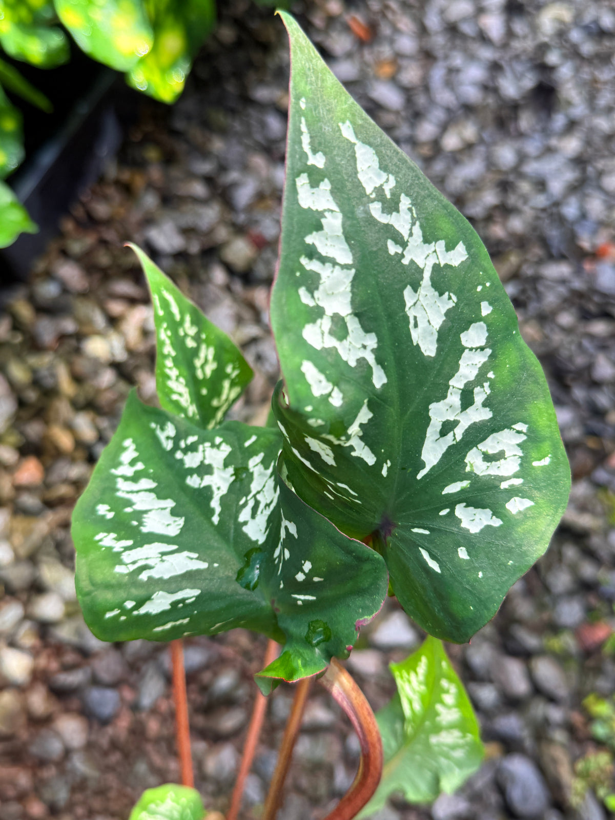 Caladium Hybrid T46
