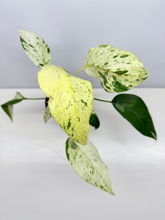 Epipremnum Pinnatum Marble B19