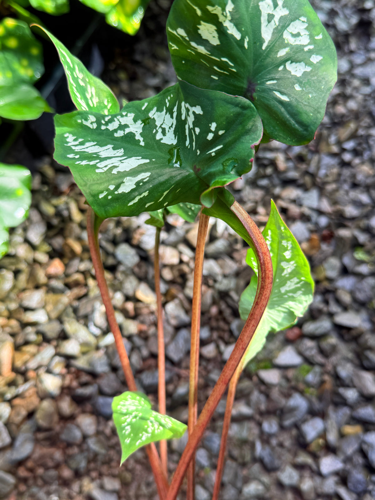 Caladium Hybrid T46