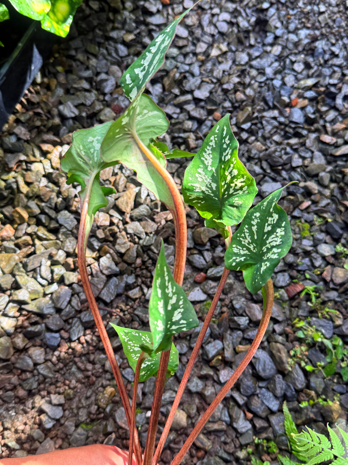 Caladium Hybrid T46
