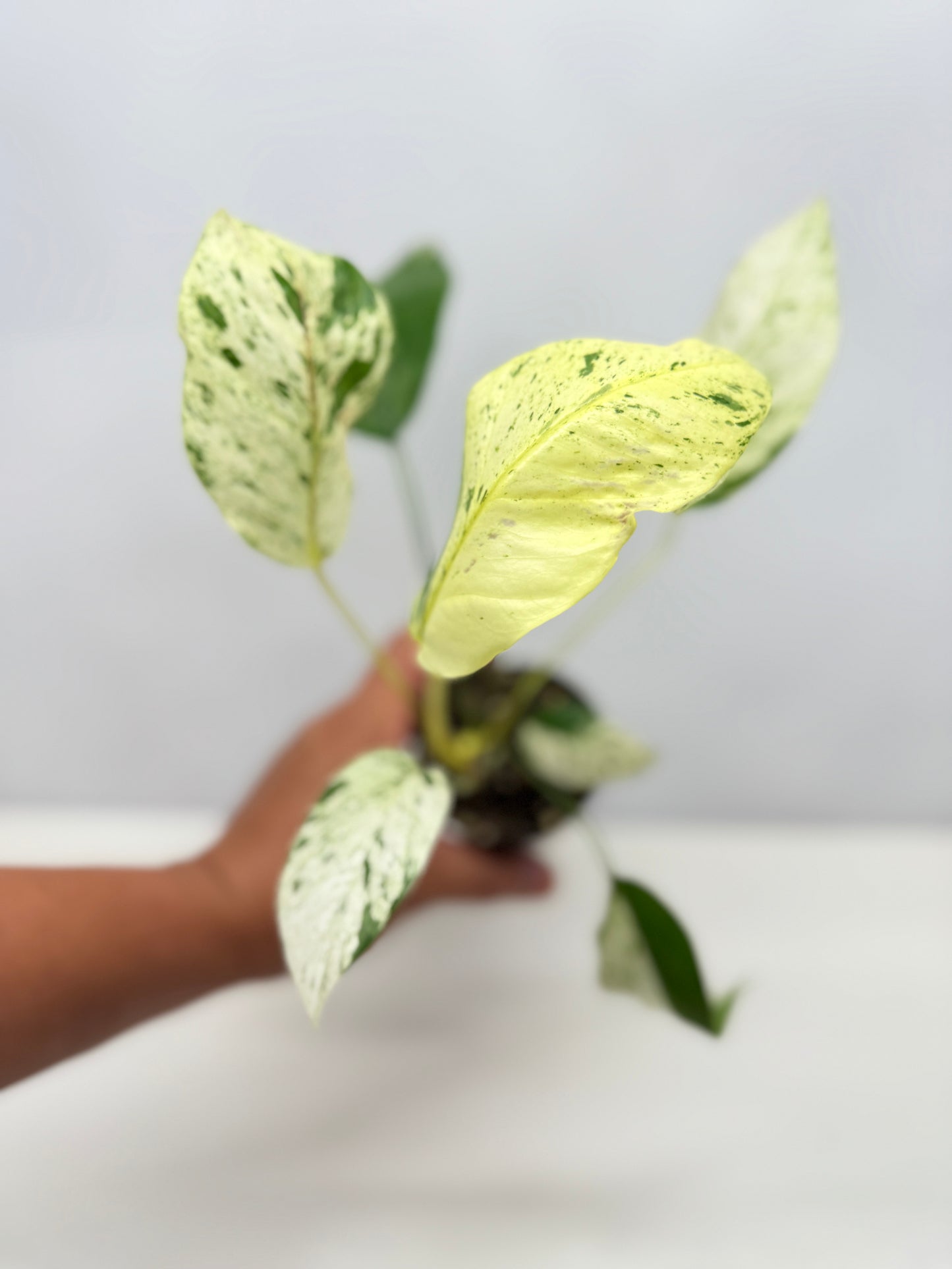 Epipremnum Pinnatum Marble B19