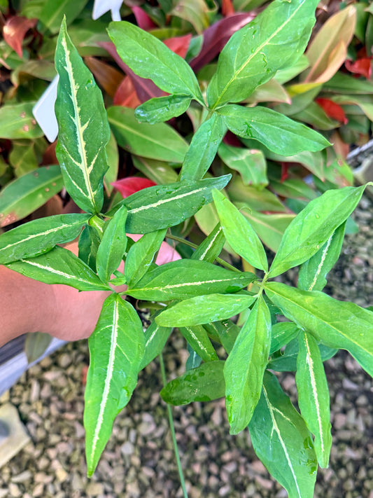 Syngonium 'Little Star' I43