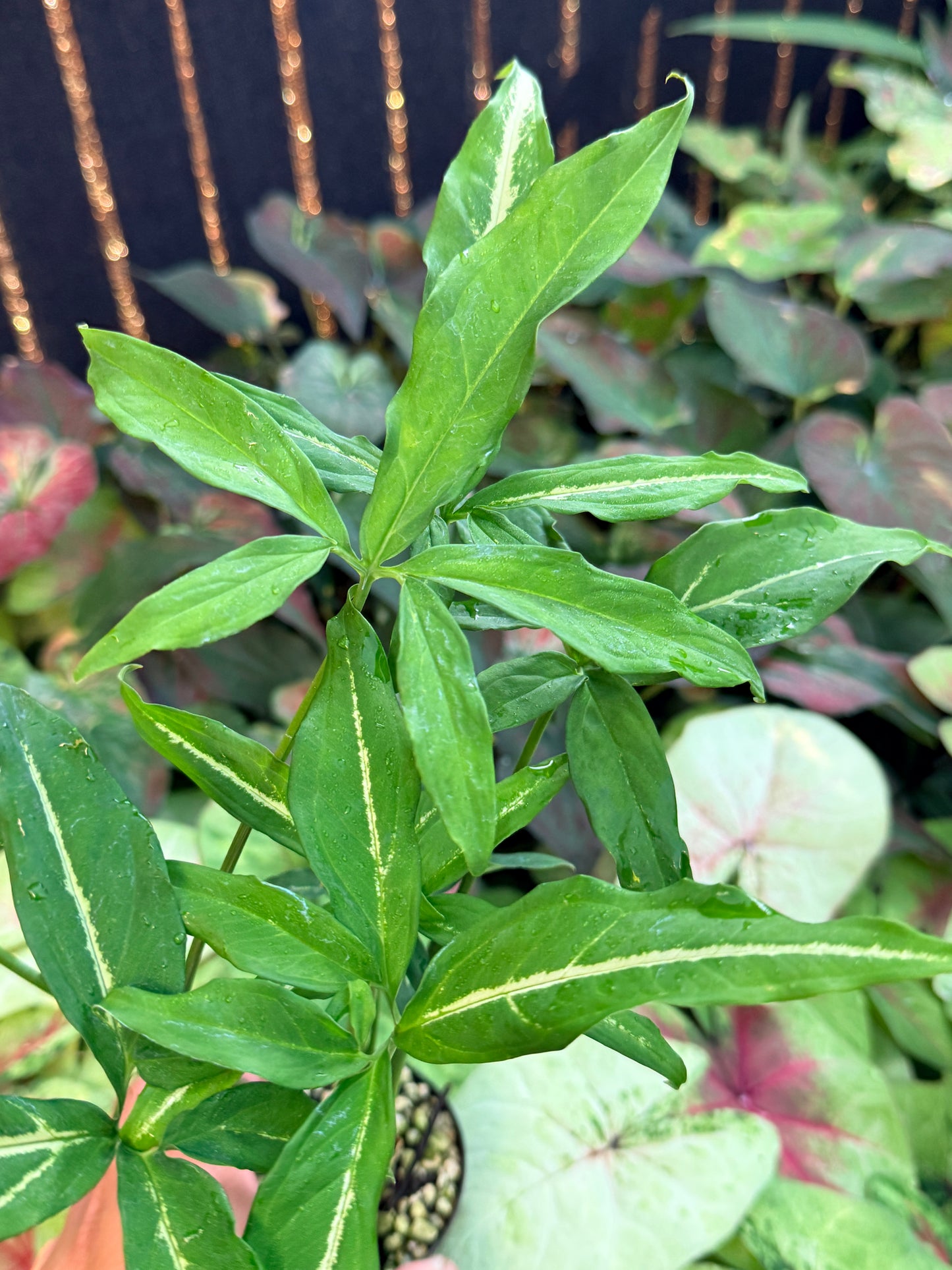 Syngonium 'Little Star' I43