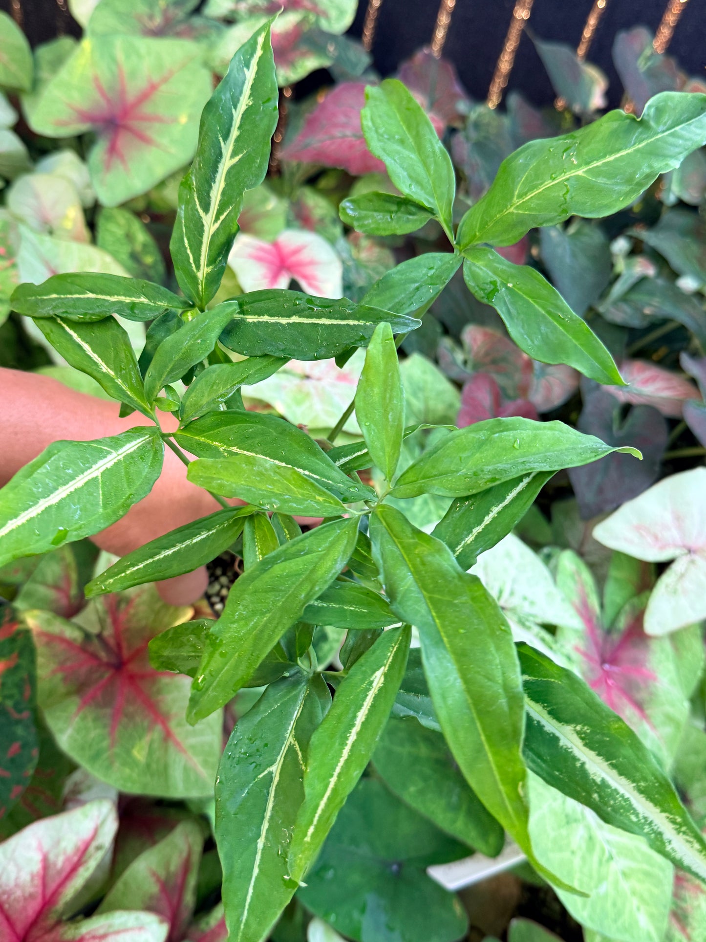 Syngonium 'Little Star' I43