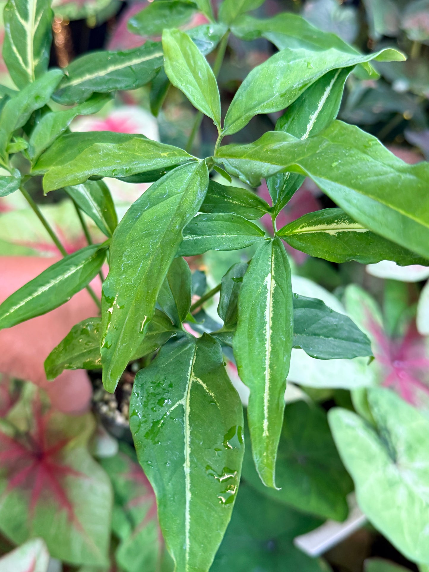 Syngonium 'Little Star' I43
