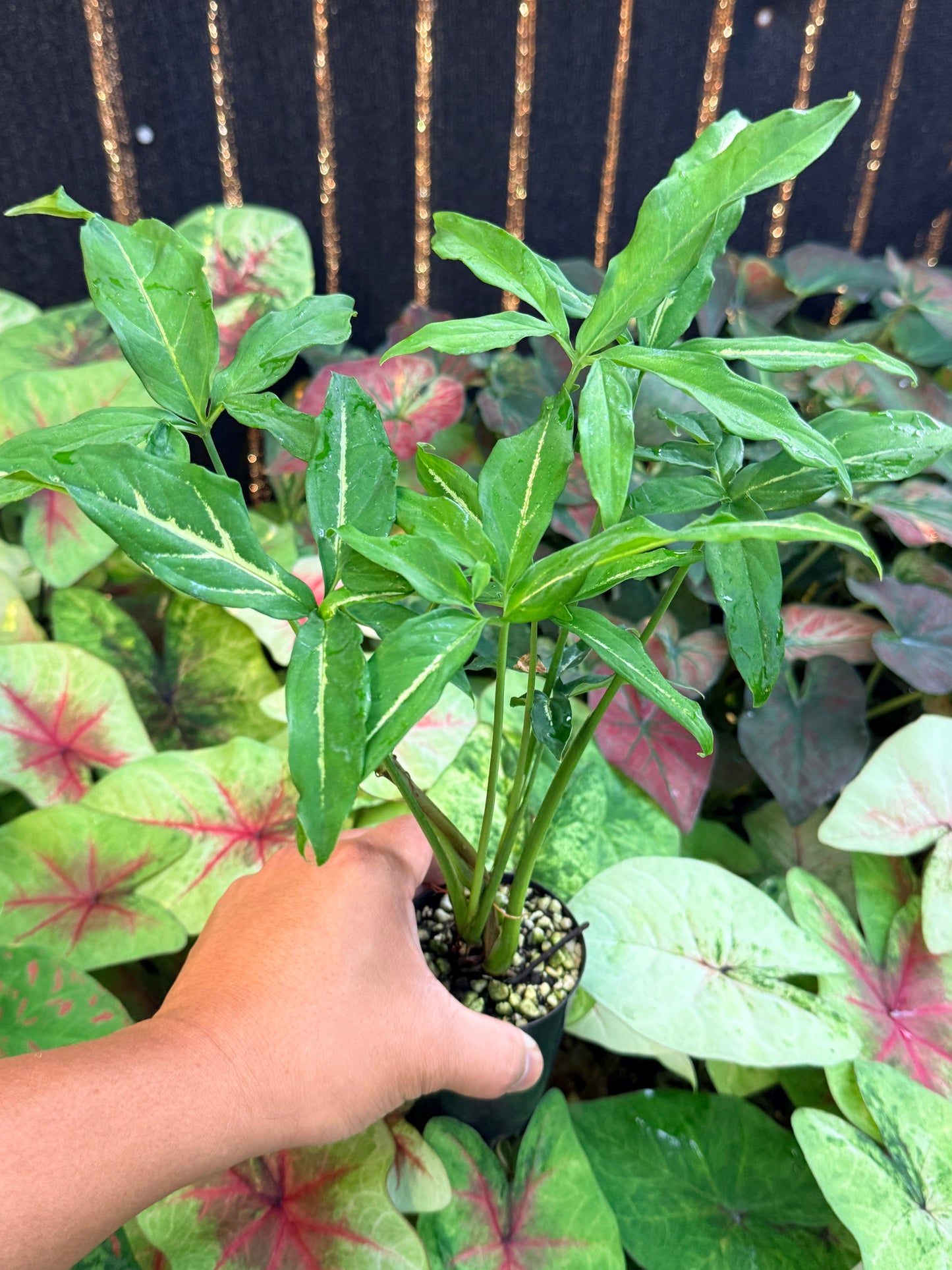 Syngonium 'Little Star' I43