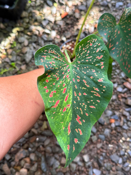 Caladium Thousand Stars T55