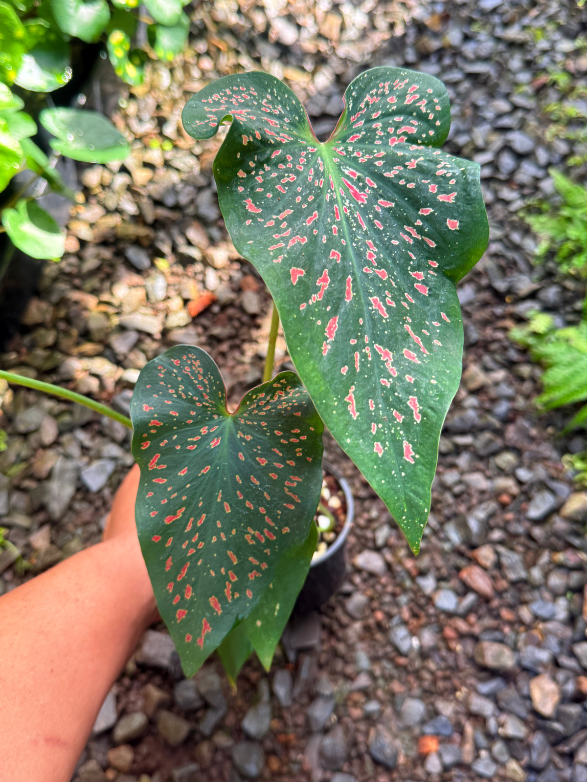 Caladium Thousand Stars T55
