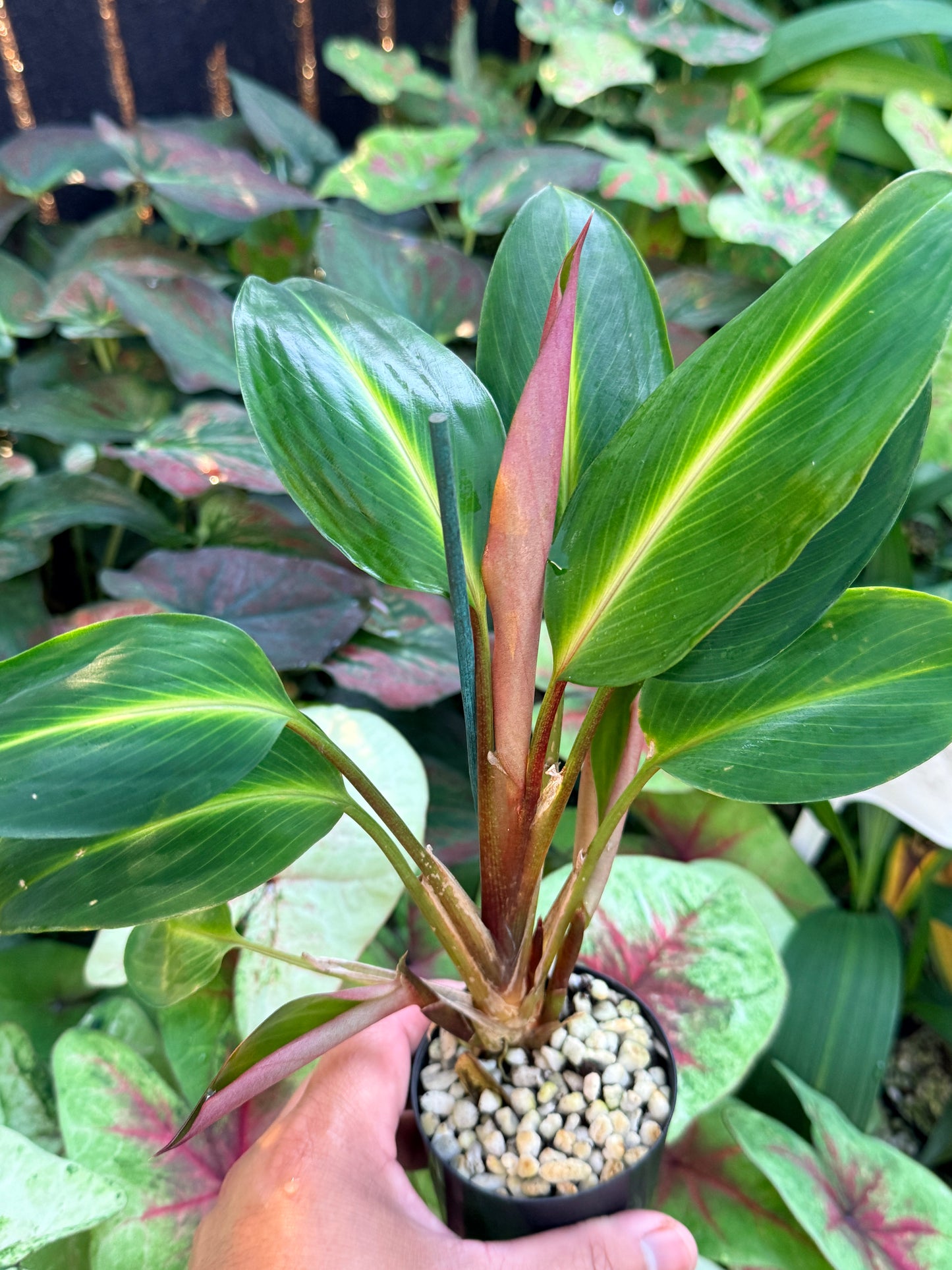 Boesenbergia aurantiaca 'Ornamental Ginger Orange Flowers' M3