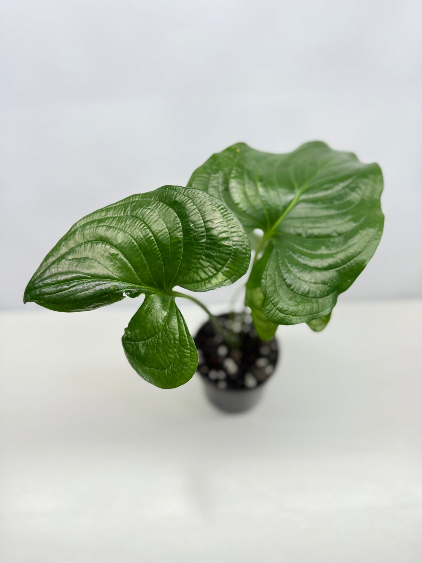 Cyanastrum Cordifolium - Rarely Offered B22