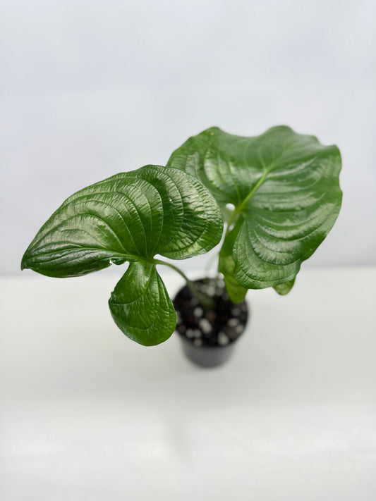 Cyanastrum Cordifolium - Rarely Offered B22