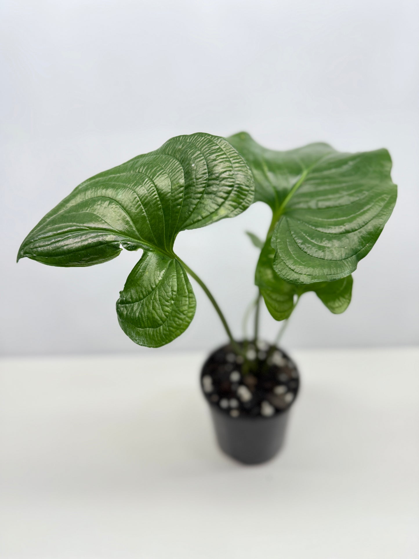 Cyanastrum Cordifolium - Rarely Offered B22