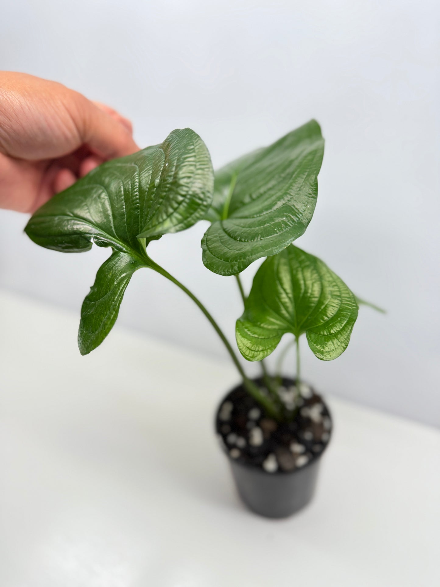 Cyanastrum Cordifolium - Rarely Offered B22