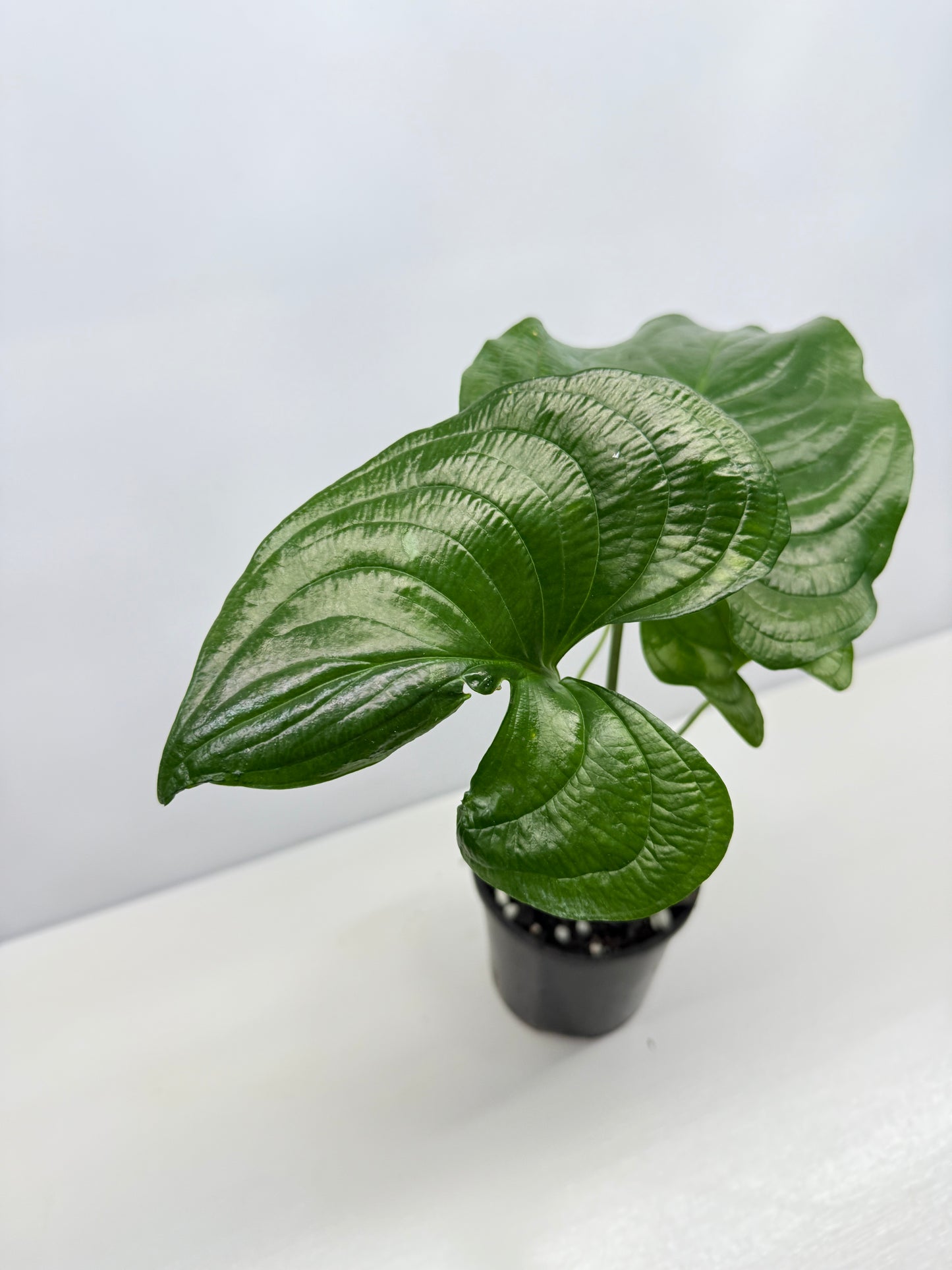 Cyanastrum Cordifolium - Rarely Offered B22