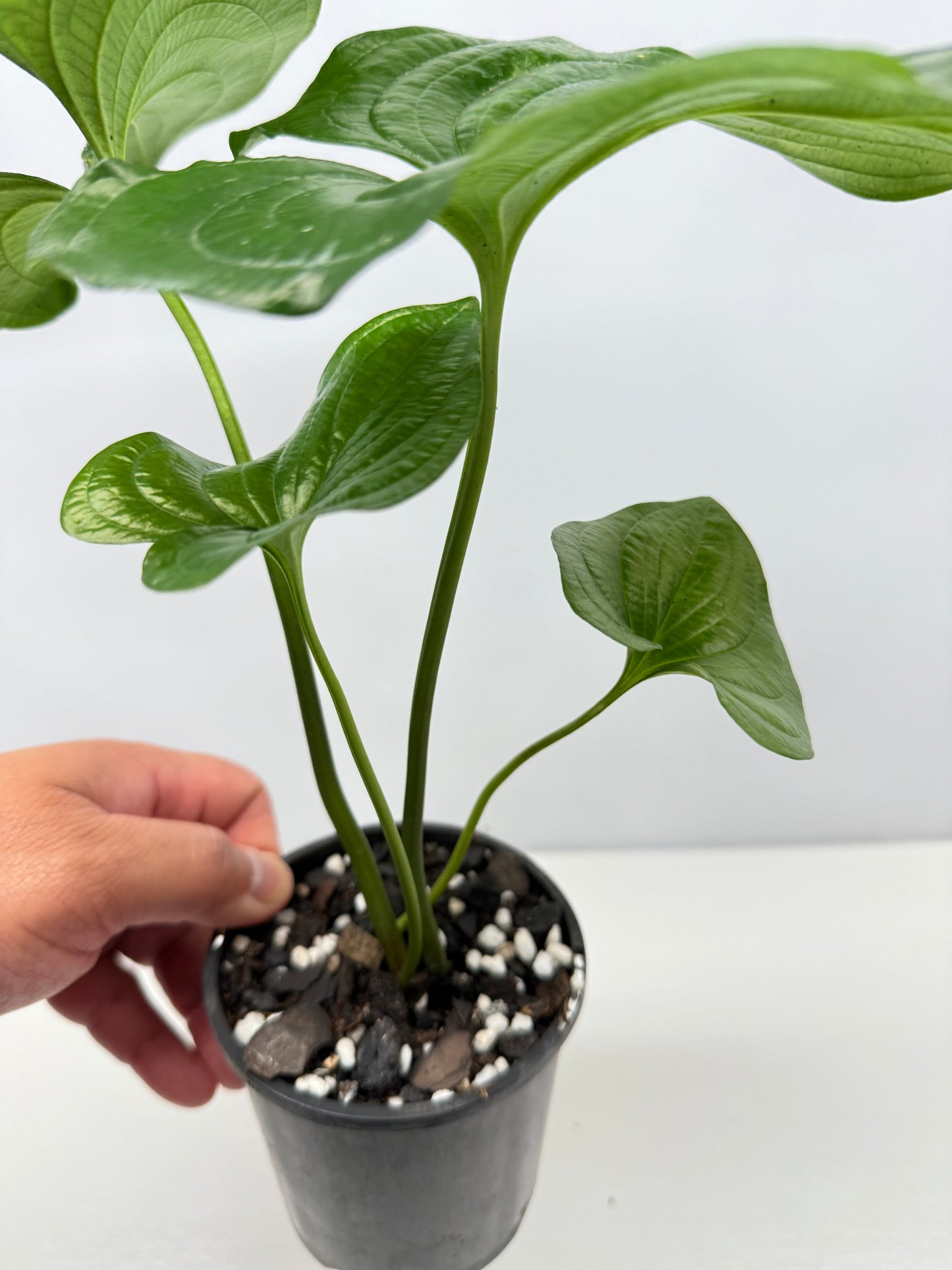 Cyanastrum Cordifolium - Rarely Offered B22
