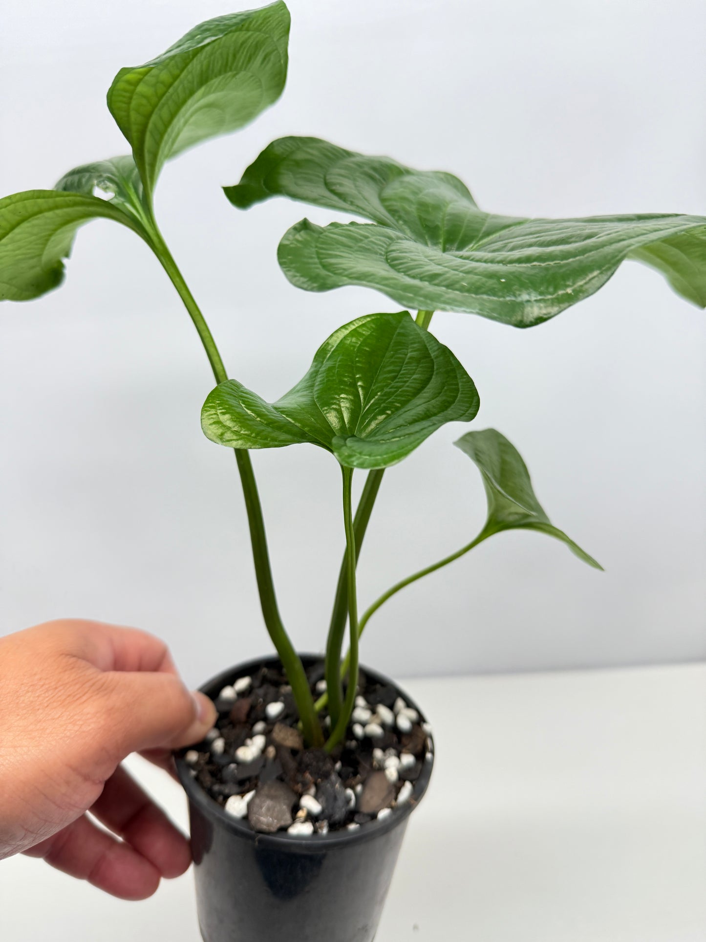 Cyanastrum Cordifolium - Rarely Offered B22
