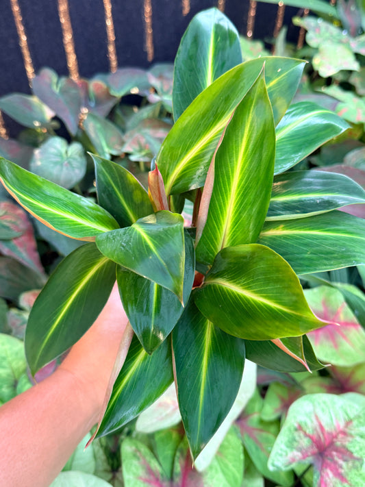 Boesenbergia aurantiaca 'Ornamental Ginger Orange Flowers' M2