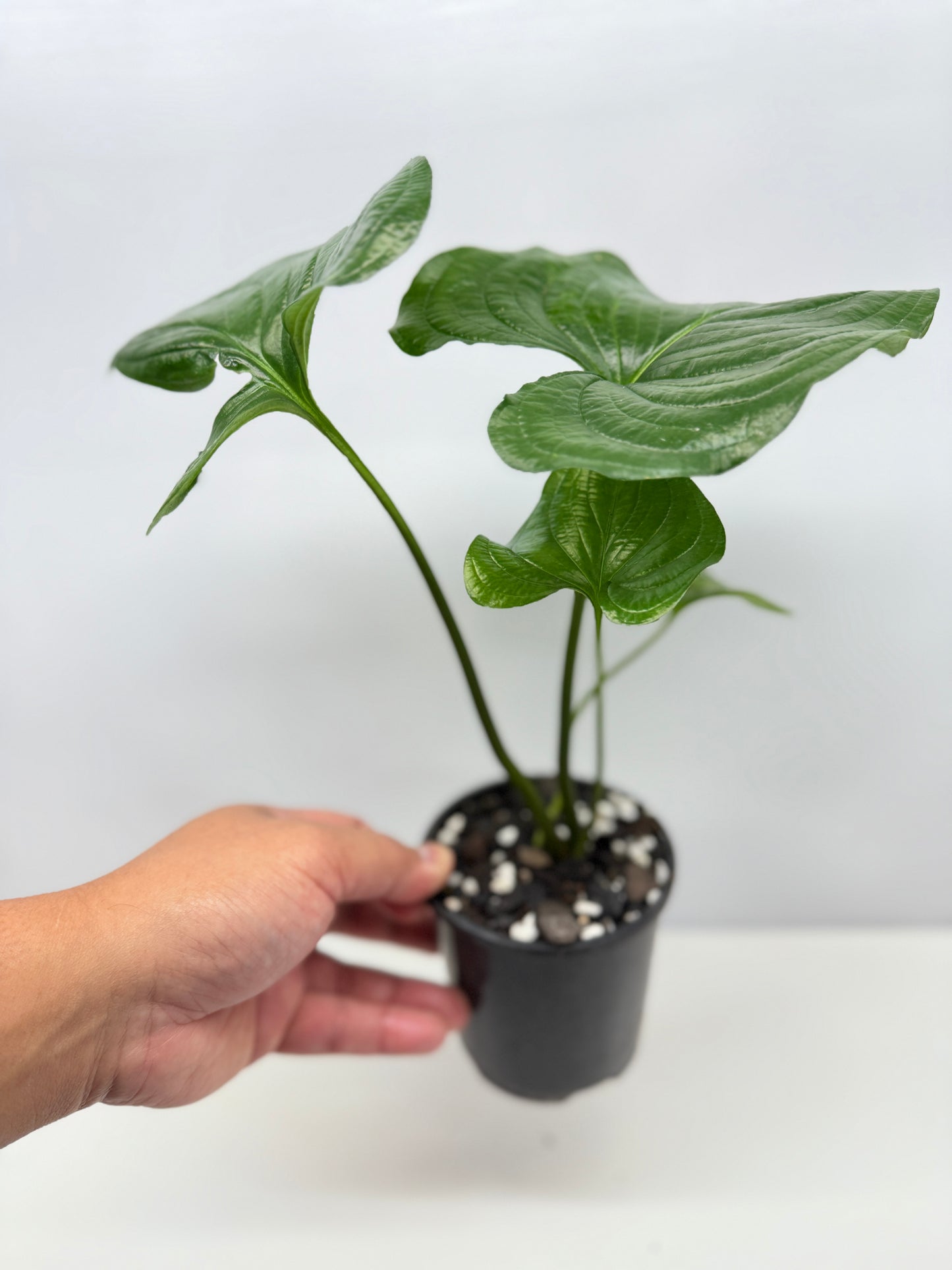 Cyanastrum Cordifolium - Rarely Offered B22