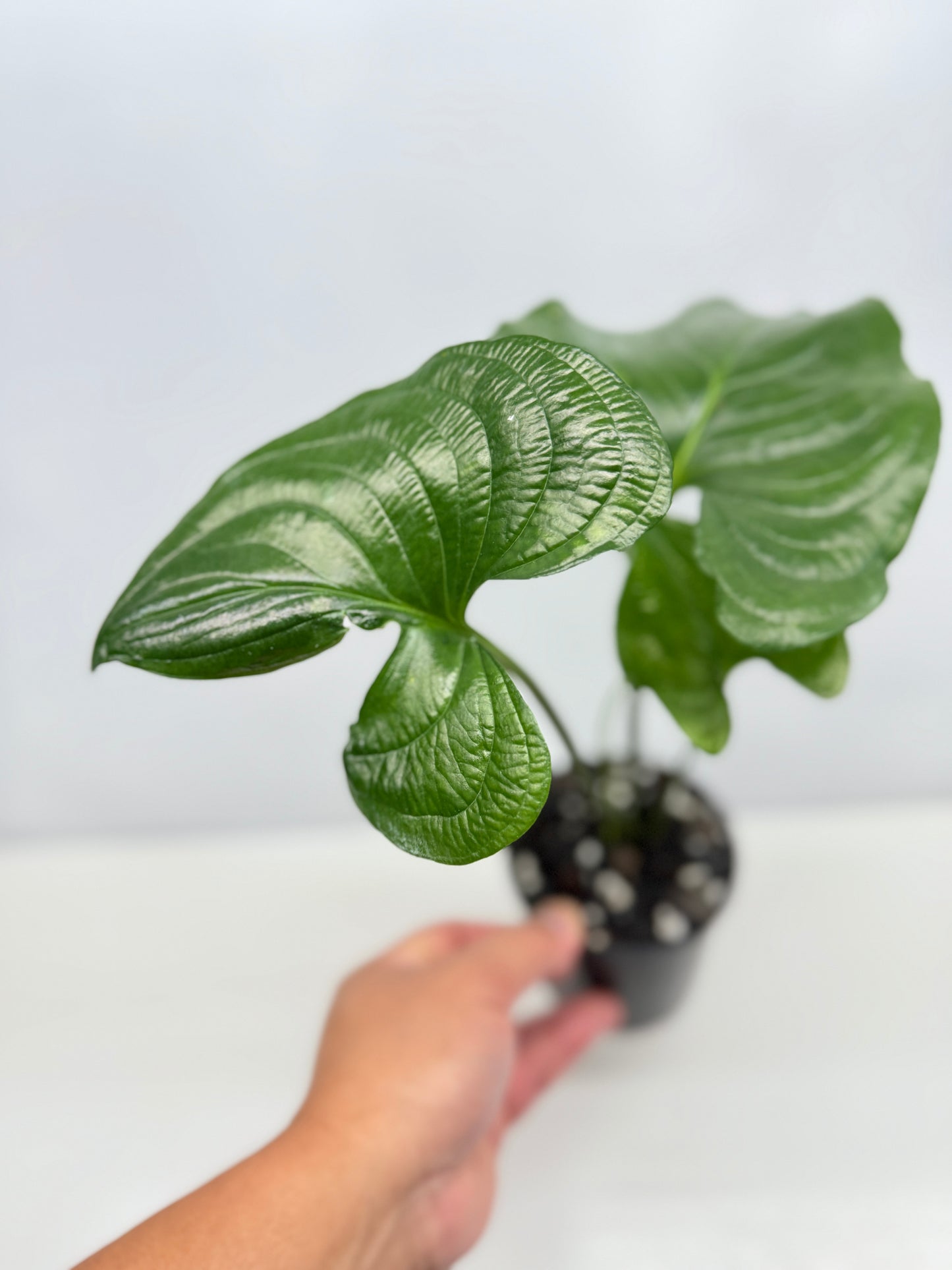 Cyanastrum Cordifolium - Rarely Offered B22