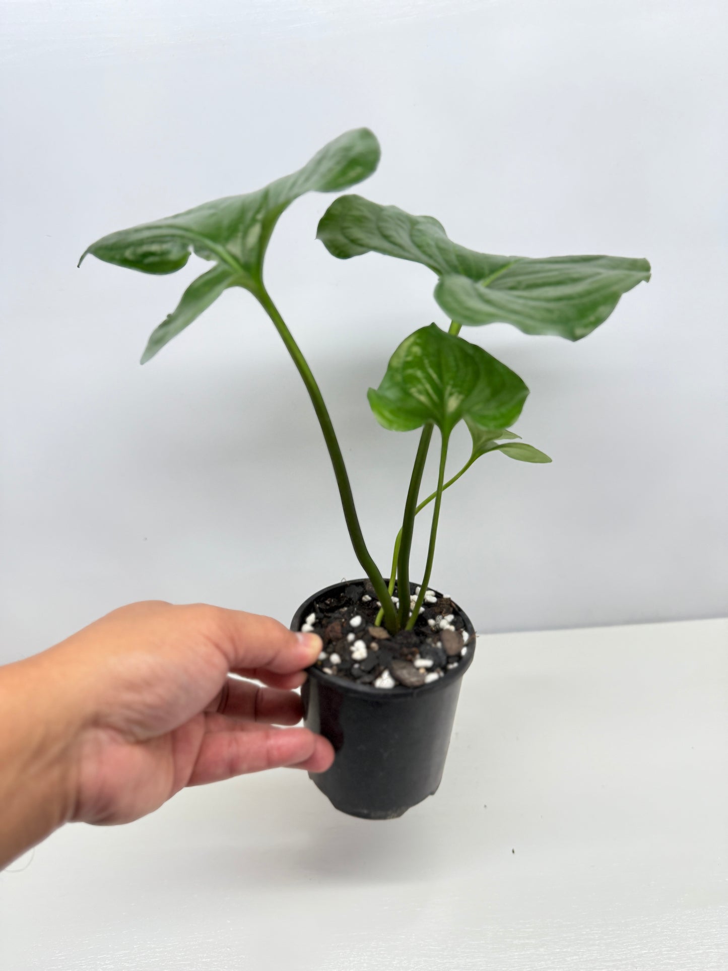 Cyanastrum Cordifolium - Rarely Offered B22