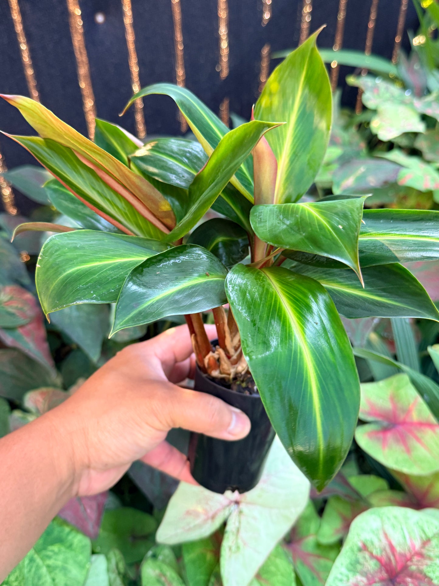 Boesenbergia aurantiaca 'Ornamental Ginger Orange Flowers' M2