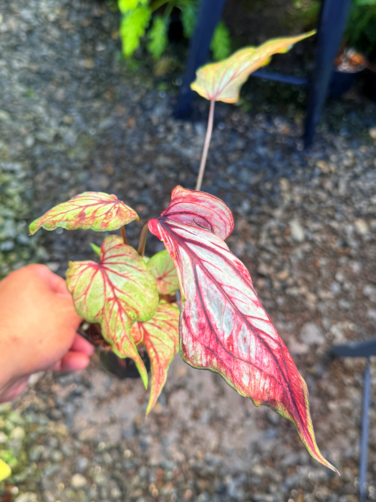 Caladium Hybrid T51