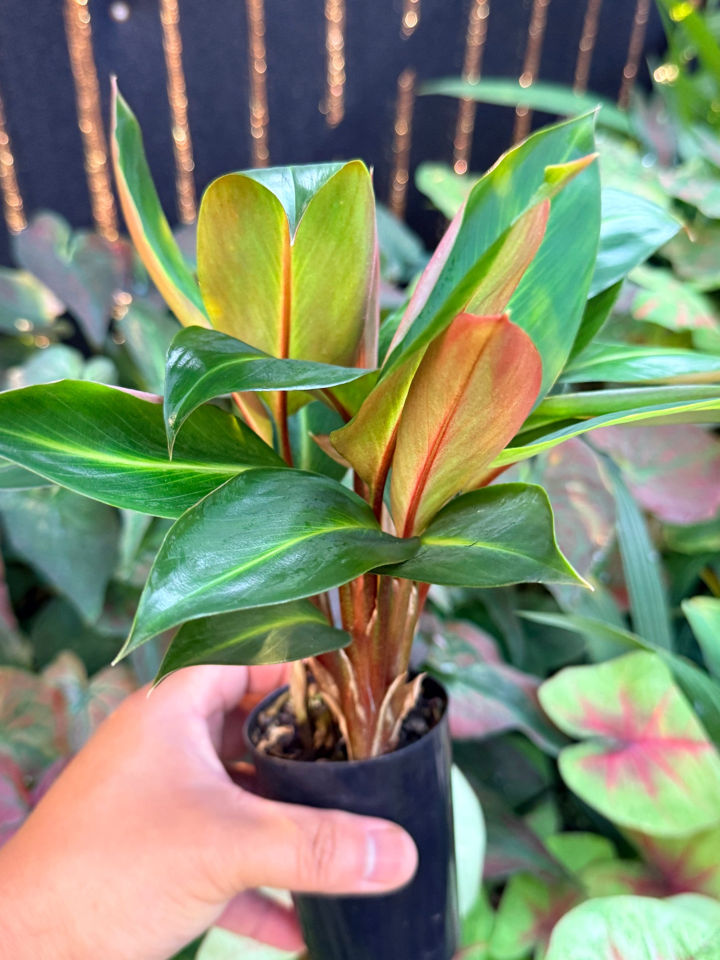 Boesenbergia aurantiaca 'Ornamental Ginger Orange Flowers' M2