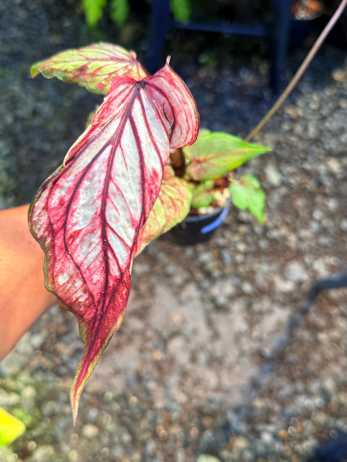 Caladium Hybrid T51