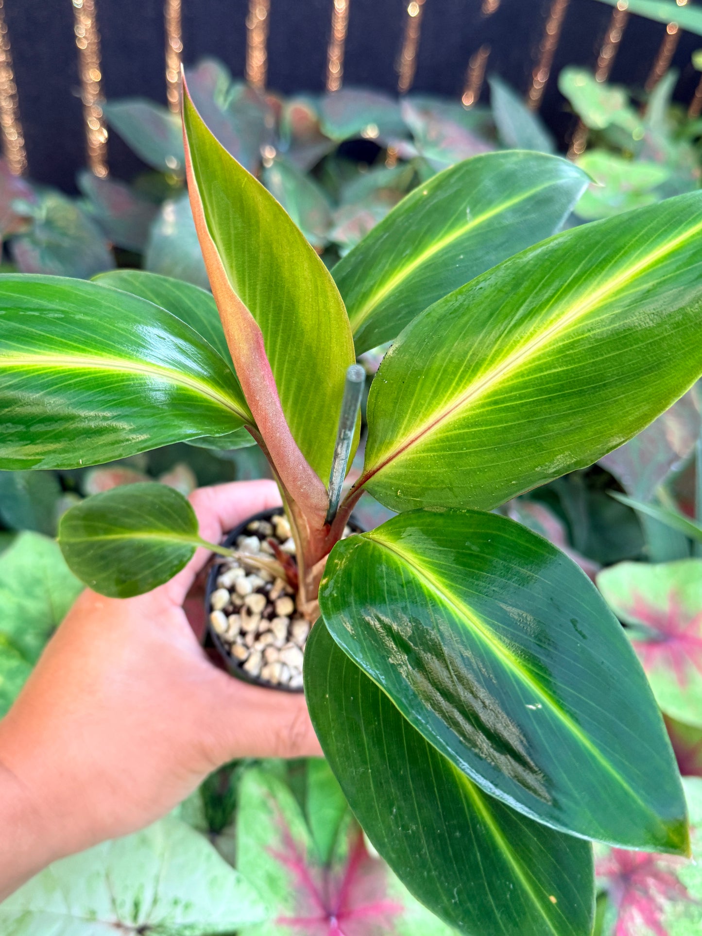 Boesenbergia aurantiaca 'Ornamental Ginger Orange Flowers' M4