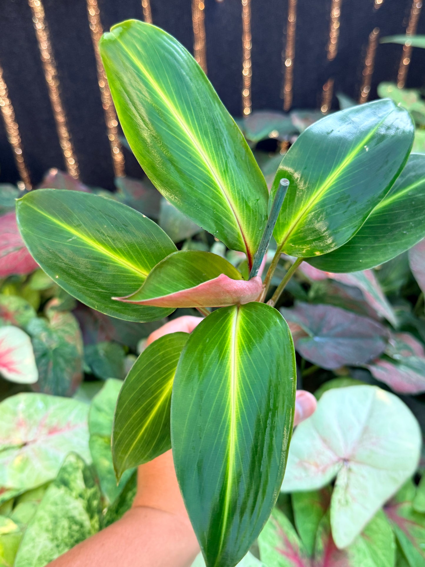 Boesenbergia aurantiaca 'Ornamental Ginger Orange Flowers' M4